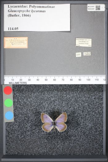 Media type: image;   Entomology 53387